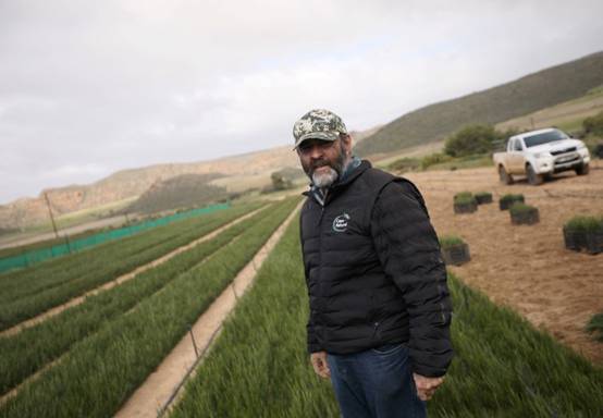 Rooibos tea farmer Deon Zandberg stands amongst a field of seedlings awaiting replanting at a farm near Vanrhynsdorp, South Africa, June 30, 2021.  REUTERS/Mike Hutchings