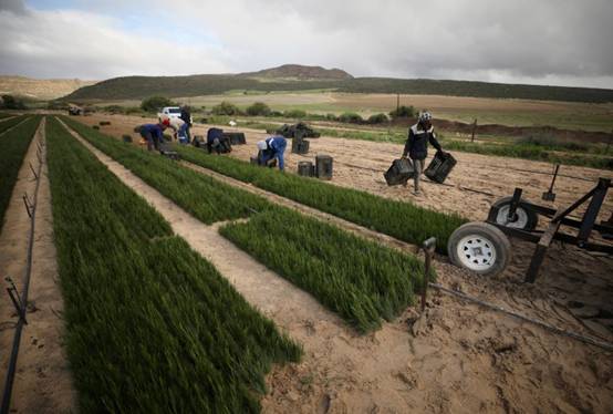 Workers collect rooibos tea seedlings for replanting at a farm near Vanrhynsdorp, South Africa, June 30, 2021. REUTERS/Mike Hutchings