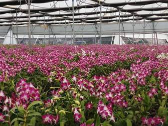 Telangana farmer growing orchids