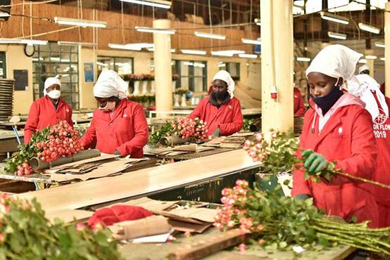 Kenya is the worlds third-largest exporter of cut flowers.