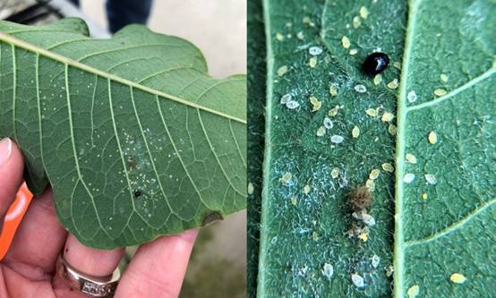 hand lens vs leaf